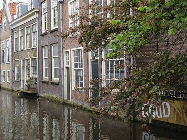 Quiet canal scene with typical Dutch houses and a decorative row of trees along the water, Delft, Holland, Netherlands
