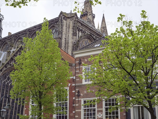 High gothic cathedral surrounded by brick houses and green trees in spring, Delft, Netherlands, Netherlands
