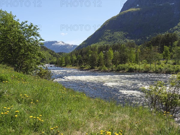 A green river landscape with meadows and trees, surrounded by mountains under a clear, sunny sky, Eidfjörd, Norway, Scandinavia, Europe
