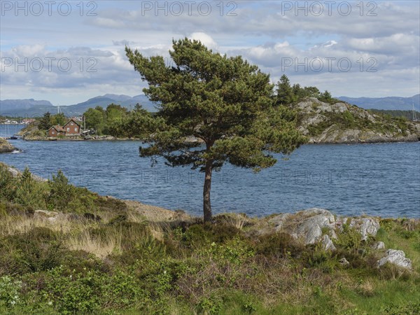 Single tree on a rocky coast with a view of the sea and an island under a slightly cloudy sky, Stavanger, Norway, Scandinavia, Europe