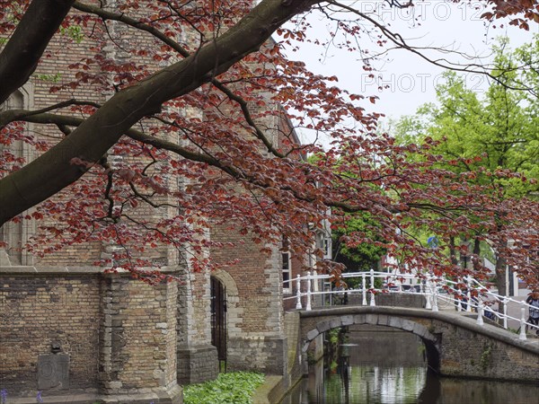 Scenic view of a brick building with a decorative bridge and red deciduous tree in spring, Delft, Netherlands