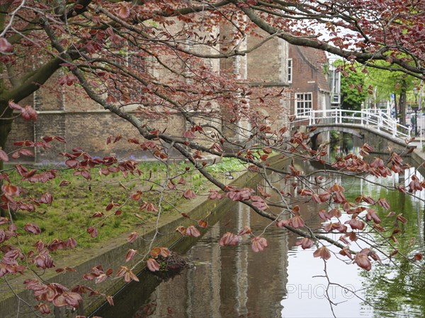 An idyllic canal with a small bridge and hanging branches with red leaves in front of old brick walls, Delft, Holland, Netherlands