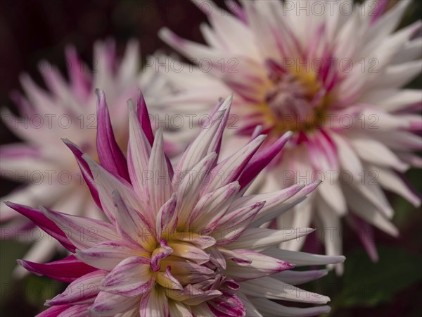 Two dahlias with white flowers and pink tips, foreground and background blurred, Legden, Münsterland, North Rhine-Westphalia, Germany, Europe