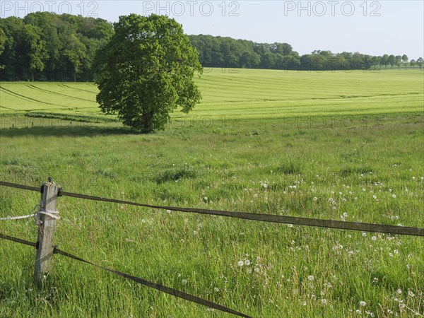A green meadow with a wooden fence, fields and a tree in the background, the atmosphere is calm and peaceful, Billerbeck, Münsterland, North Rhine-Westphalia, Germany, Europe