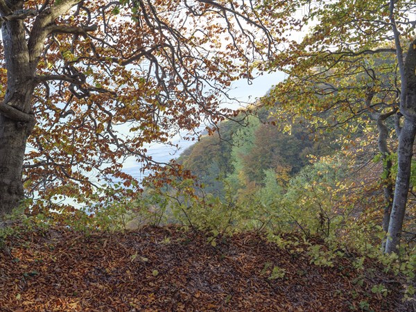Autumnal forest with colourful foliage and view of the landscape below, Binz, Rügen, Germany, Europe