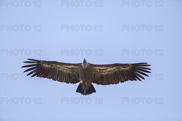 Griffon vulture (Gyps fulvus), Monfragüe National Park, Extremadura, Castilla La Mancha, Spain, Europe