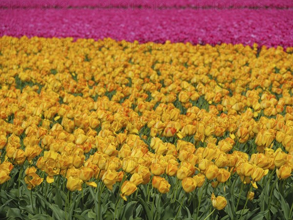 Yellow tulips dominate the picture with a row of pink tulips in the background, amsterdam, holland, netherlands