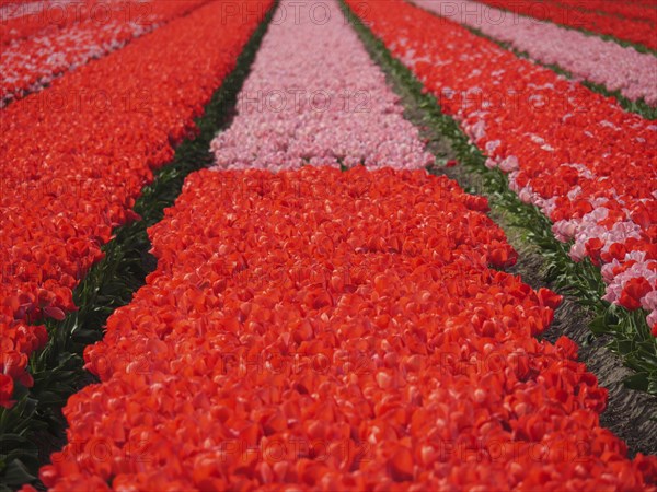 Wide field in rows of red and pink-white tulips evoking spring, amsterdam, holland, netherlands