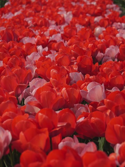 A long ribbon of red and pink tulip flowers that create a spring-like atmosphere, amsterdam, holland, netherlands