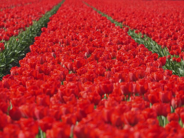Endless rows of red tulips covering the landscape, amsterdam, holland, netherlands