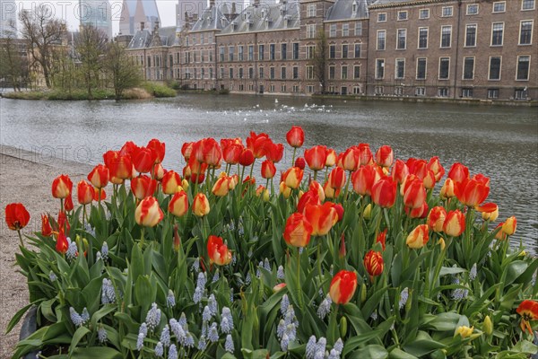Tulips bloom in bright colours by the river next to historic buildings in spring in Holland, The Hague, Netherlands