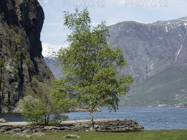 A single tree stands on the shore of a lake, surrounded by mountains and rocks, Flam, Norway, Europe