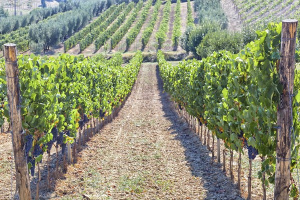 Tuscan vineyard with red grapes ready for harvest, Italy, Europe