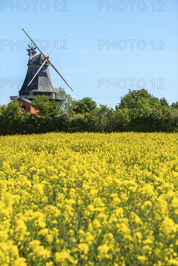 Lindelse Molle, restored mill, Rudkobing, Geo Park South Funen, agriculture, rapeseed cultivation, Langeland Island, windmill, spring, Danish South Sea, Baltic Sea, Denmark, Europe