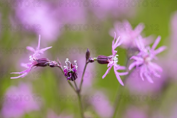 Close-up of pink flowers and buds against a blurred green background, creating a natural atmosphere