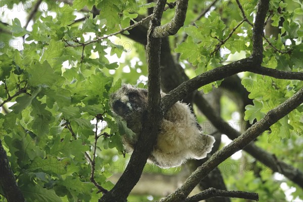 Young long-eared owl (Asio otus), June, Saxony, Germany, Europe