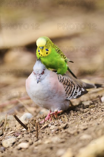 Animal Friendship of a Crested pigeon (Ocyphaps lophotes) cuddeling a Budgerigar (Melopsittacus undulatus), France, Europe