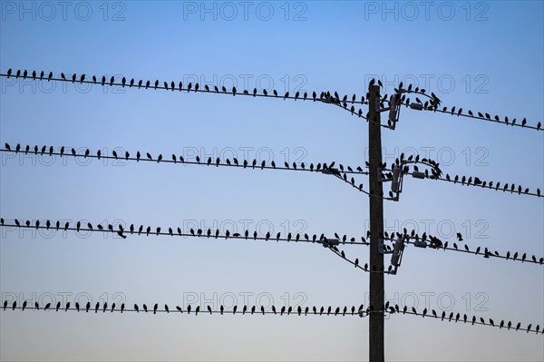 Silhouette of birds perched on electrical power lines