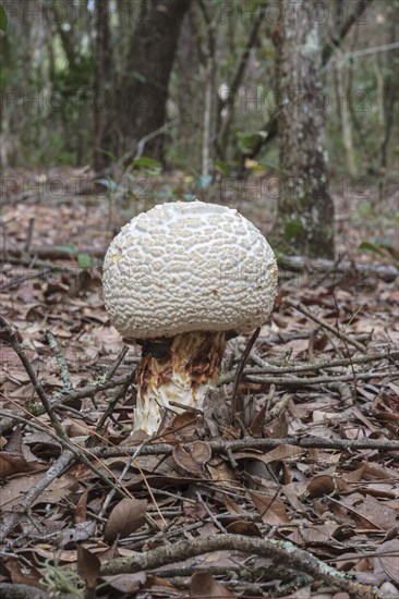 Wild mushroom growing in natural area