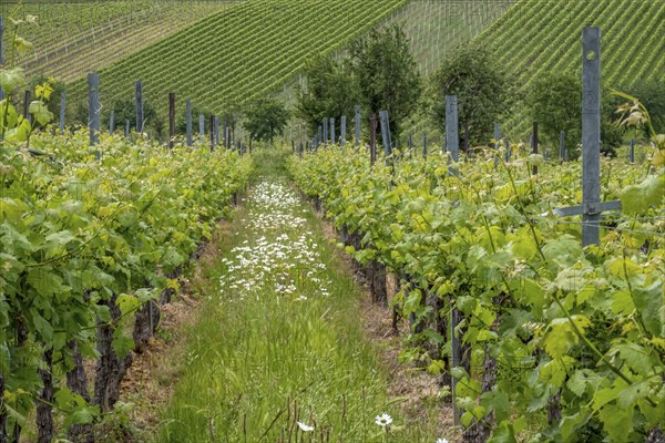 A lush vineyard with green vines and blooming daisies, Southern Palatinate, Palatinate, Rhineland-Palatinate