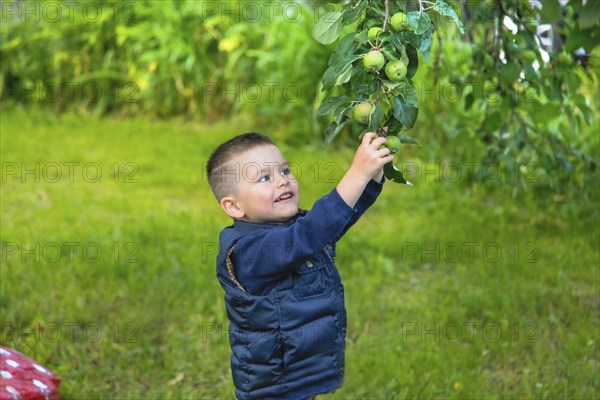 A boy wearing a blue jacket happily reaches up to pick apples from a tree in a lush green outdoor setting.Belarus.Minsk