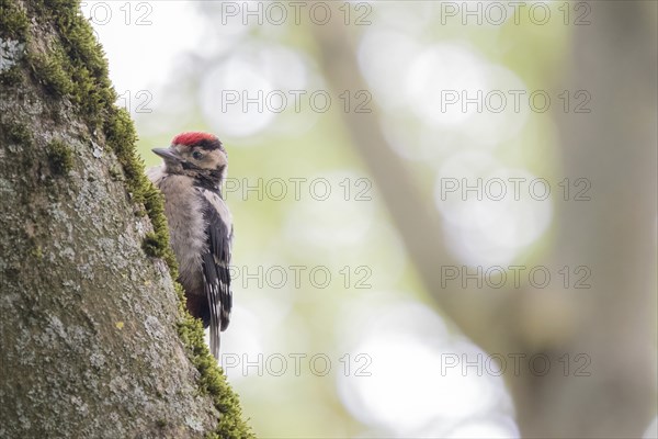 Young great spotted woodpecker (Dendrocopos major) on a mossy tree trunk with a blurred forest background, Hesse, Germany, Europe