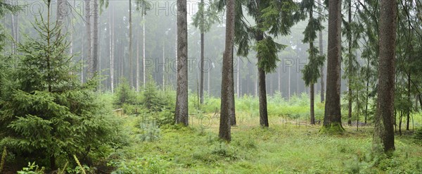 Misty forest with tall pine trees and lush green undergrowth creating a serene atmosphere, Bavaria