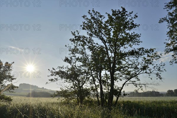 A tree in a field in the early morning light, the sun is just rising and illuminates the landscape, Upper Palatinate