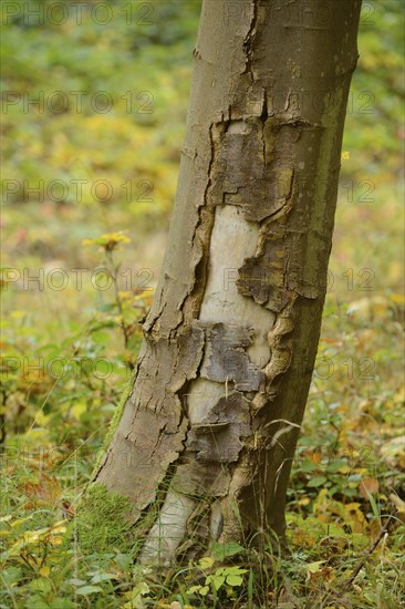 A close-up of a tree trunk with textured bark, set against the forest floor in autumn, Bavaria Forest National Park