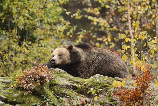 Eurasian brown bear (Ursus arctos arctos) sleeping in an autumn forest, Bavarian Forest National Park