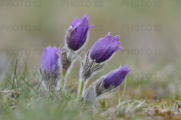 Close-up of pasque flower (Pulsatilla vulgaris) blossoms in a meadow in spring, Bavaria, Germany, Europe