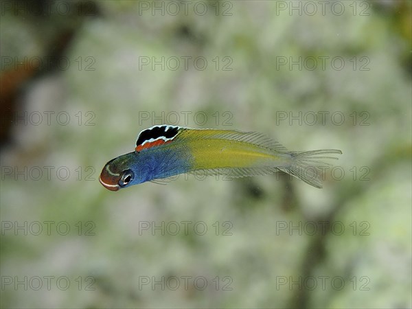 Colourful little fish, Townsend's sabretooth (Plagiotremus townsendi), swimming underwater. Dive site House Reef, Mangrove Bay, El Quesir, Red Sea, Egypt, Africa