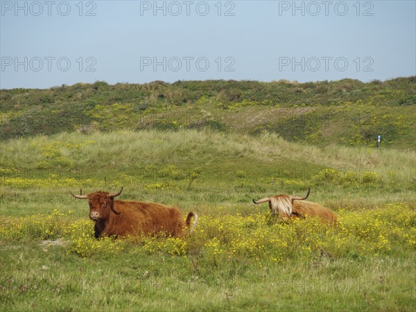 Two cattle lying on a green pasture in the middle of dunes, langeoog, germany