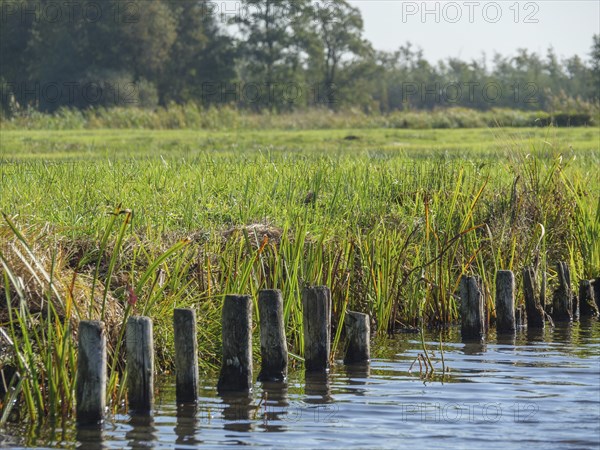 Close-up of wooden piles at the edge of a calm body of water, surrounded by green grass, Giethoorn, Netherlands