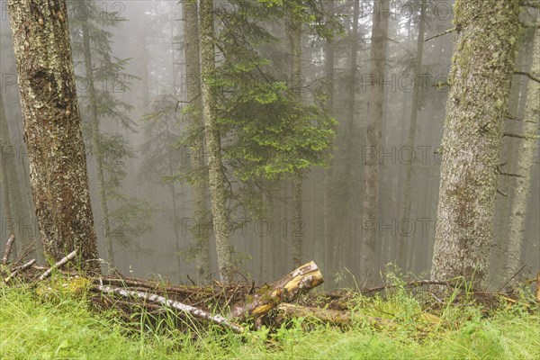 A foggy forest with tall trees and green ground, Gosau, Austria, Europe