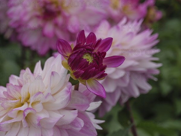 Pink dahlias and a purple bud in the garden, dahlias