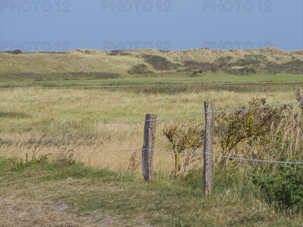 Green meadow with wooden fence and dunes in the background on a clear day with blue sky, juist, east frisia, germany
