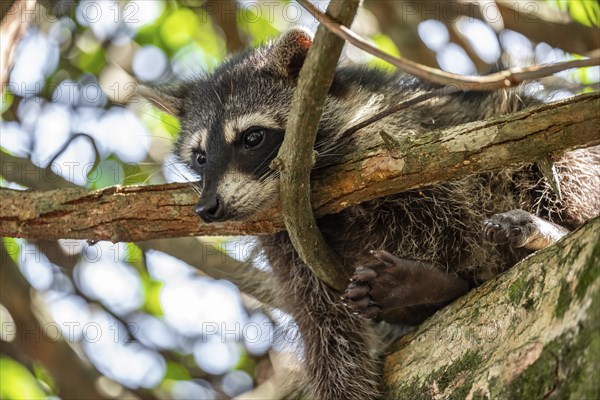 North American raccoon (Procyon lotor) sitting in a tree, Parque Nacional Cahuita, Costa Rica, Central America