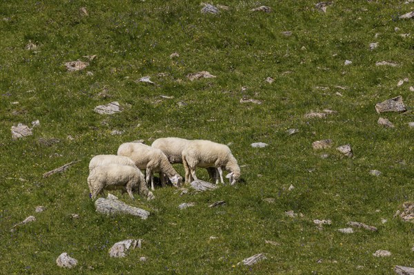 Sheep on the alpine pasture in Pinzgau