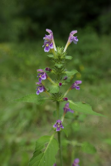 Flowering Stachys in the forest, summer, August, Schwäbisch-Franconian Forest Nature Park, Schwäbisch Hall, Hohenlohe, Heilbronn-Franconia, Baden-Württemberg, Germany, Europe