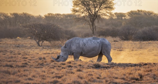 Southern white rhinoceros (Ceratotherium simum simum), in the evening light, Khama Rhino Sanctuary, Serowe, Botswana, Africa