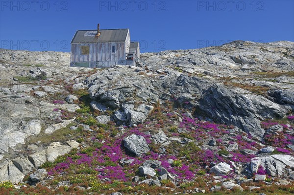 Simple hut on a hill with blooming flowers and rocky surroundings, blue sky, Tiniteqilaaq, East Greenland, Denmark, Europe