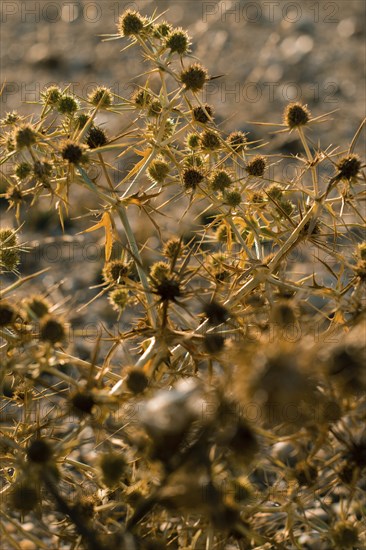 Macro image of a golden thistle detail.Cnicus benedictus.Golden dry prickly flower bush background, AI generated