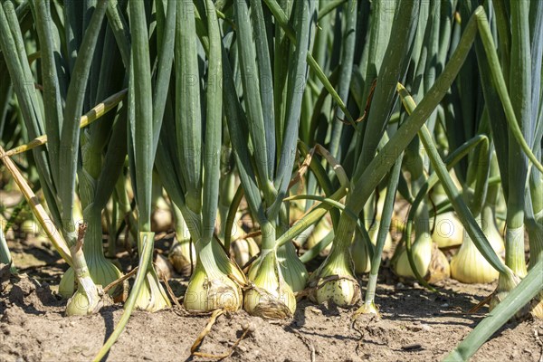 Onion cultivation, in a field, white onion, North Rhine-Westphalia, Germany, Europe