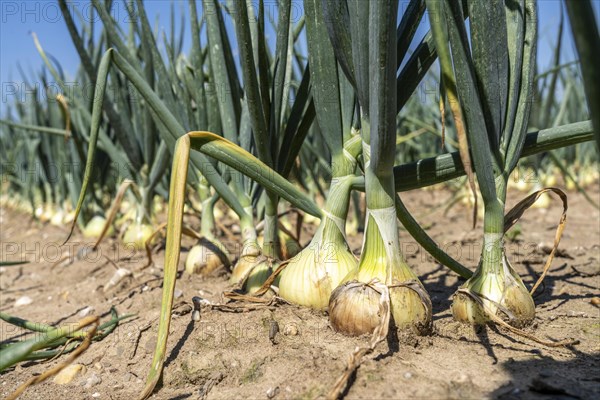 Onion cultivation, in a field, white onion, North Rhine-Westphalia, Germany, Europe