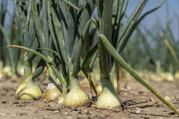 Onion cultivation, in a field, white onion, North Rhine-Westphalia, Germany, Europe