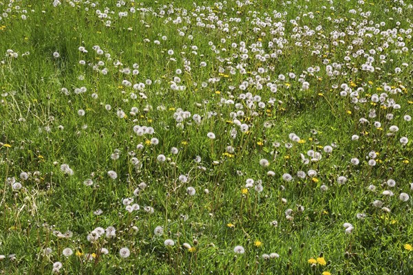 Green grass lawn overgrown with Taraxacum officinale, Dandelion flowers ready to release seeds in spring, Quebec, Canada, North America
