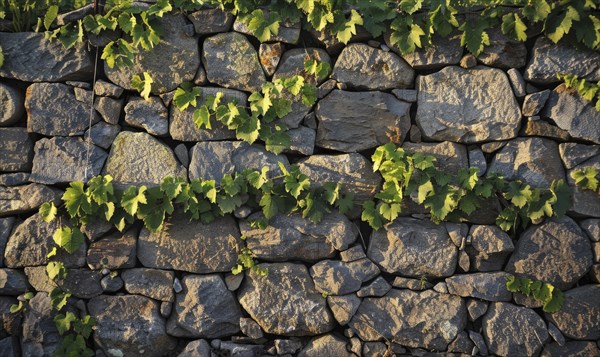 Vineyard with a stone wall and grapevines AI generated