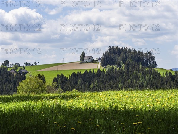 Meadow at the edge of the forest, farmstead on a hill, Joglland, near St. Jakob im Walde, Styria, Austria, Europe