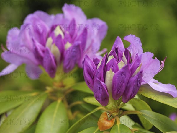 Macro photograph of two purple blooming rhododendron flowers in a green garden, Arnis, Schleswig-Holstein, Germany, Europe